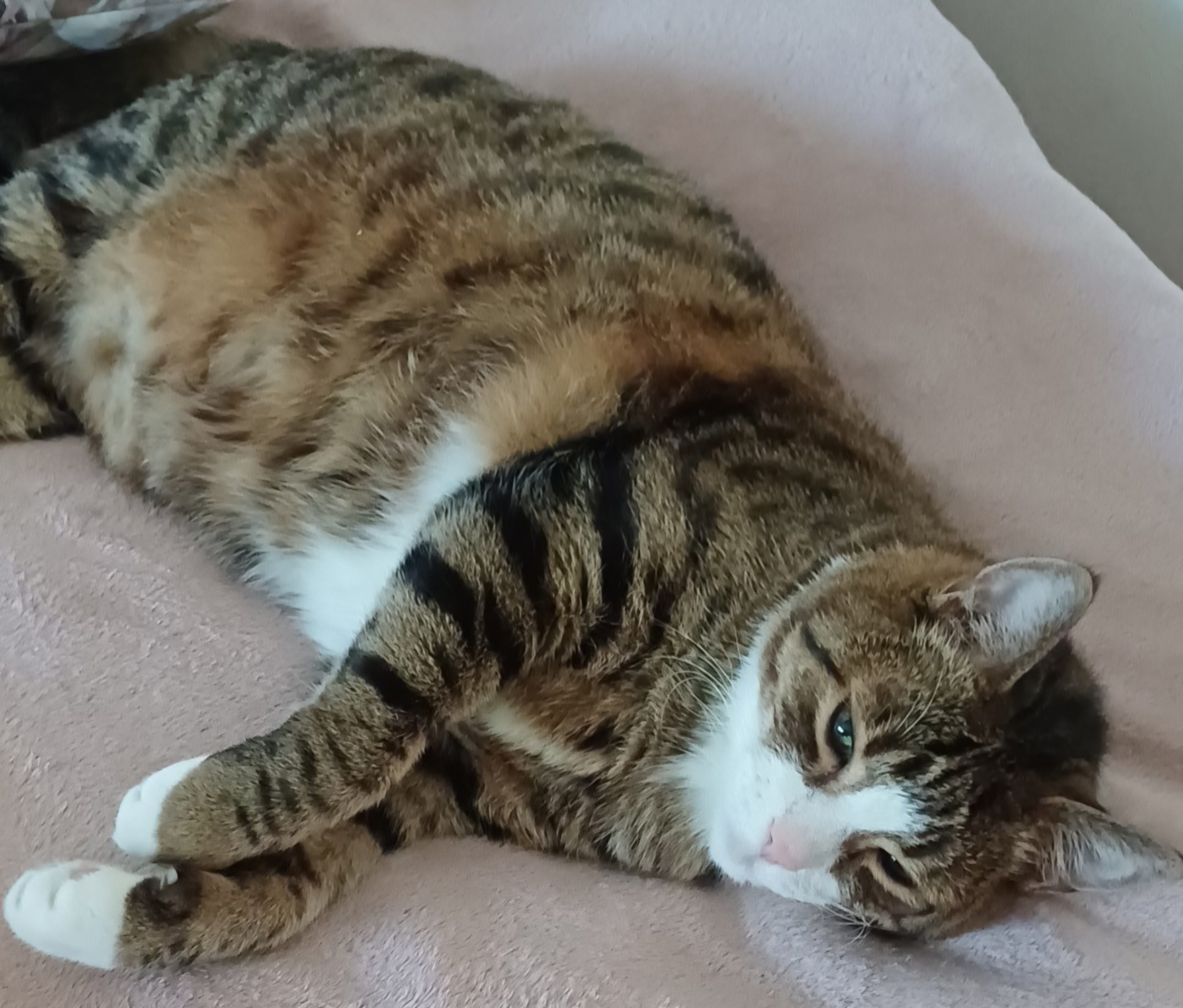 Image of my cat Ryszard.